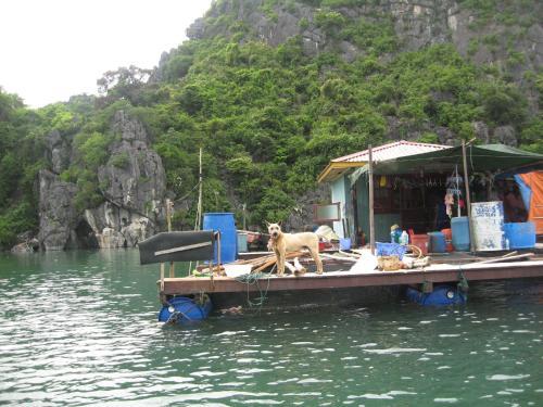Bai Tu Long Junks