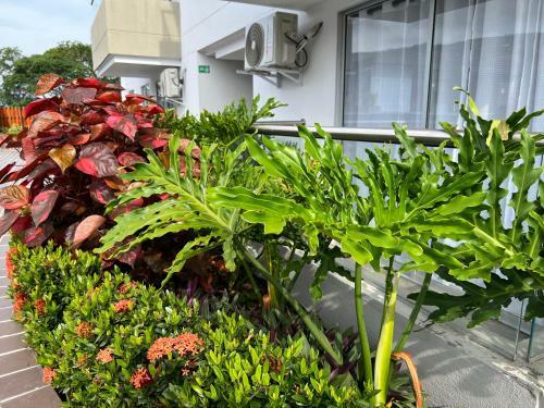 Oasis Apartamentos Tur�sticos, San Jer�nimo