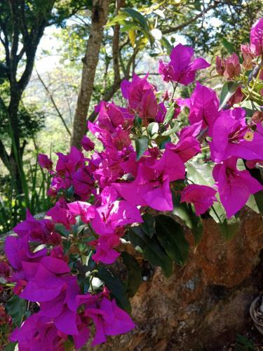 San Gabriel Ecologic