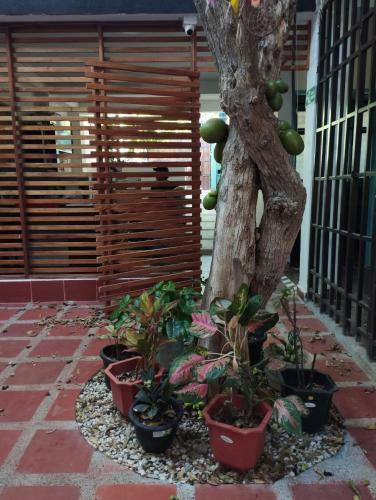 Hostal Taganga Macabi Hostel