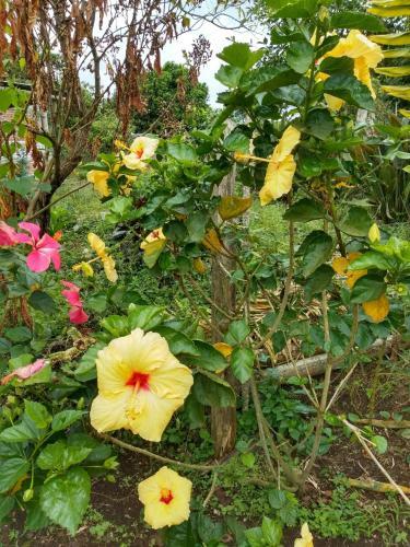 Finca La Colonia