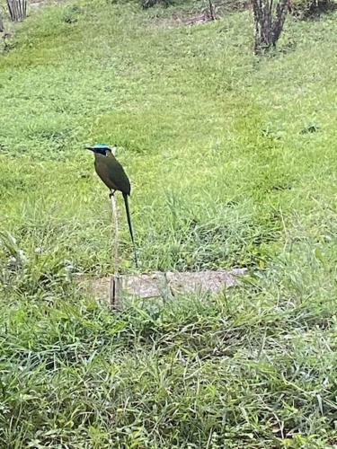 Apartamento Bird Paradise