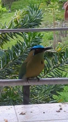 Apartamento Bird Paradise