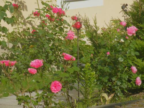 Bed & Breakfast Am Lindenbaum