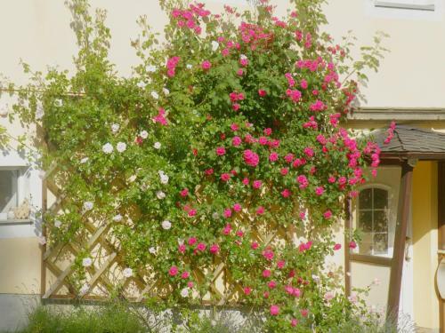 Bed & Breakfast Am Lindenbaum