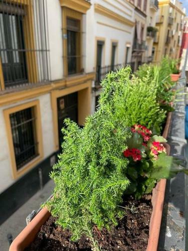 Apartamento Apto Junto Catedral Y Maestranza