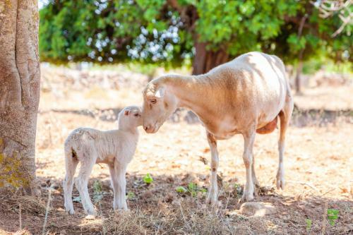 Villa Can Rich - Mallorca