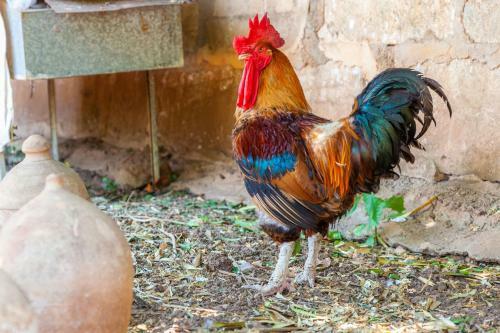 Villa Can Rich - Mallorca