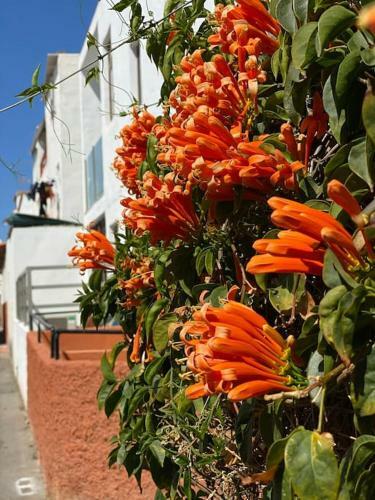 Apartamento Koka Ruby - Playa Del Ingles