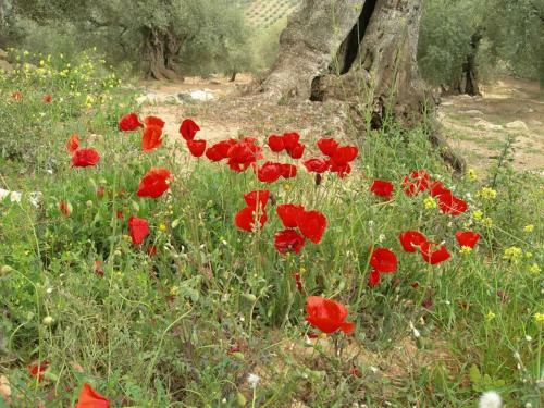 Villa La Molina Del Olivar - Peaceful Location