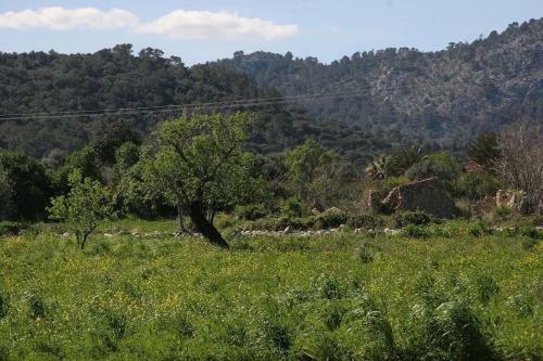 Traditional Majorcan Villa