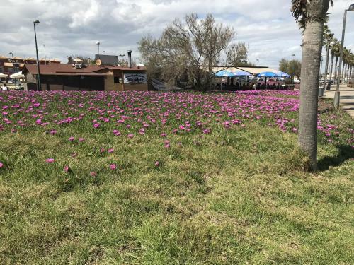 Apartamento 3 Room Penthouse Higuericas Playa