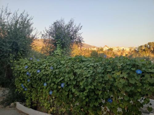 Finca Alandalus