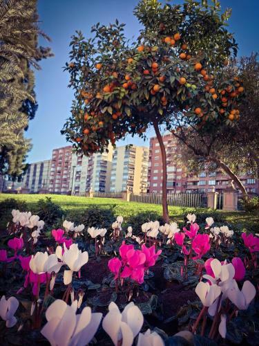 Apartamento San Juan Centro Murcia
