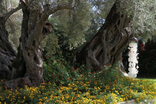Apartamento Olivastro Villa
