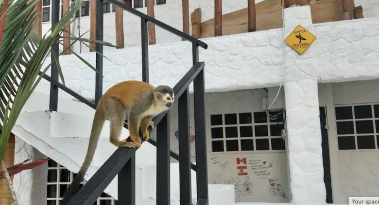 Bed & Breakfast Mizaru Ocean View Hotel Manuel Antonio