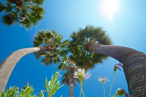 Viviendas Turisticas Villaggio Le Palme