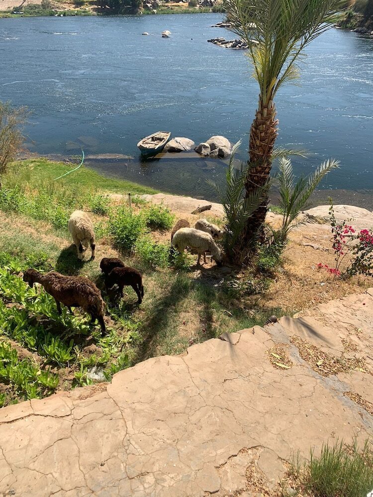 Nubian Farm