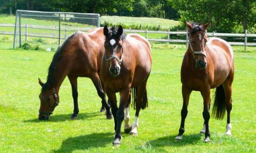 Agroturismo Ponyhof Naeve Am Wittensee
