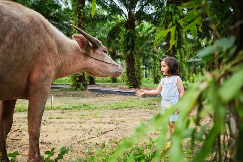 Hotel Jw Marriott Khao Lak Resort Suites