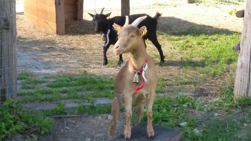 Apartamento Obersinnlehenhof