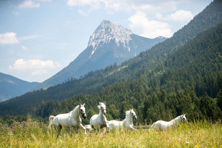 Posthotel Achenkirch Resort And Spa - Adults Only
