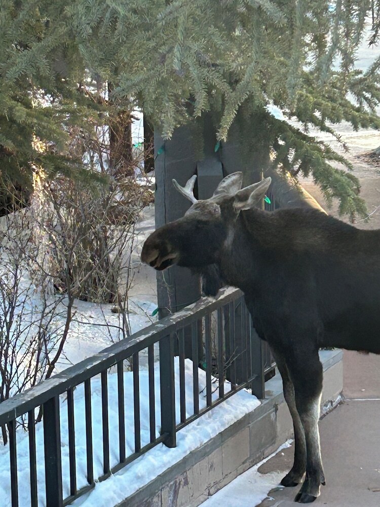 Hotel Ski Tip Ranch 8712