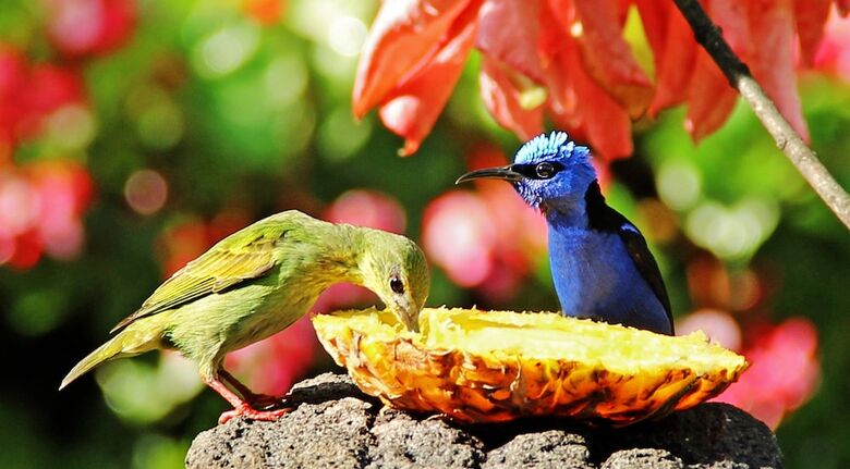 Bed & Breakfast Boquete Garden Inn Hotel