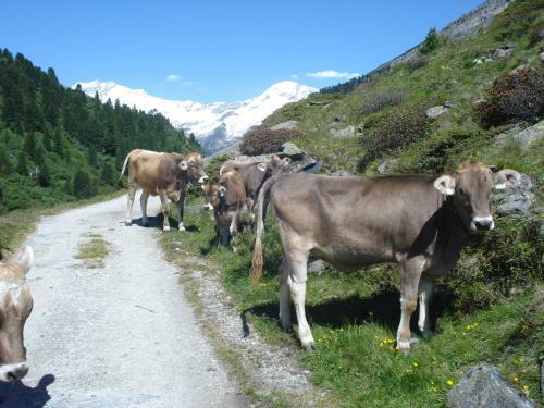 Hostal G�stehaus Rieser