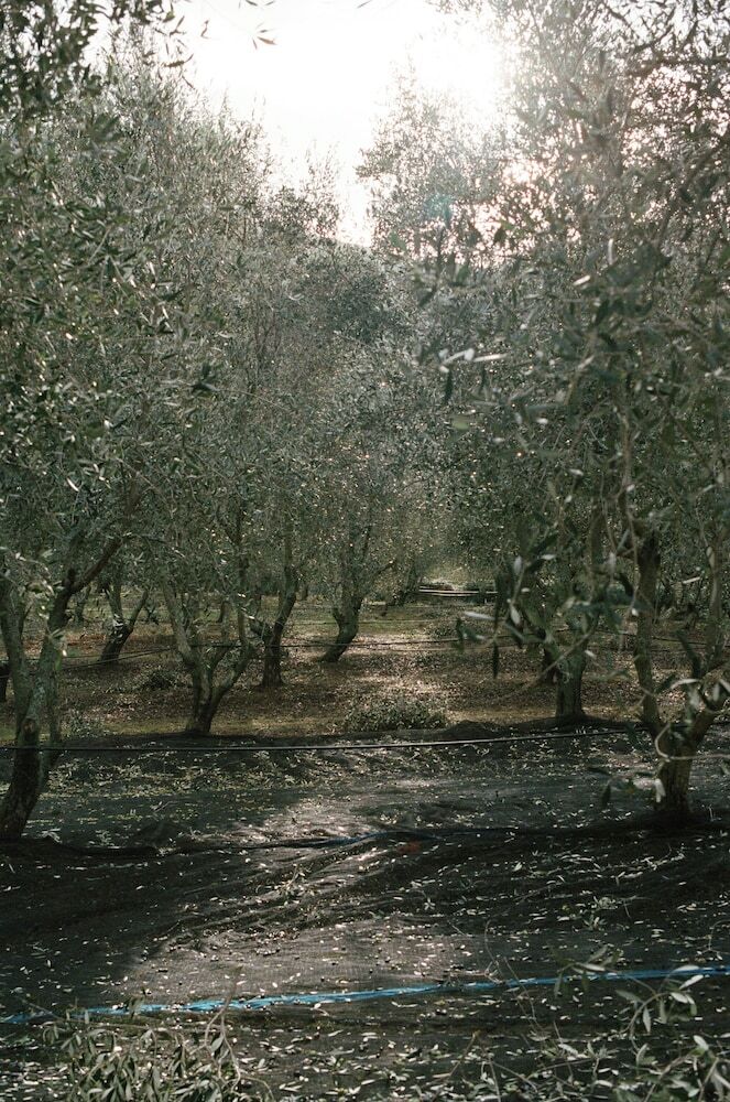 Domaine Acciola