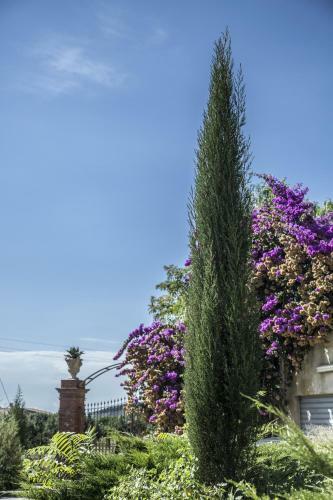 Bed & Breakfast La Dimora Di Samu