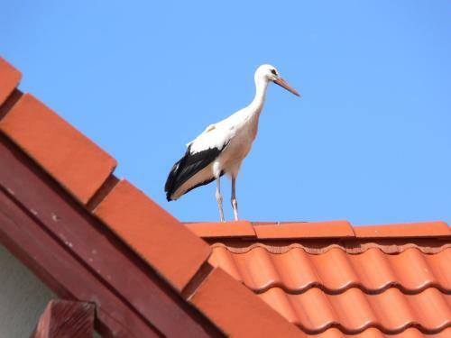 Hostal Kalski Dworek