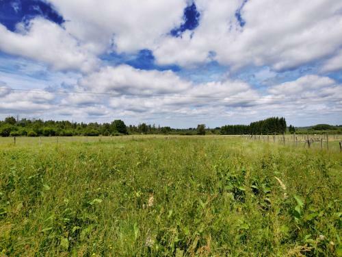 Les Hirondelles En Fagne Fleurie