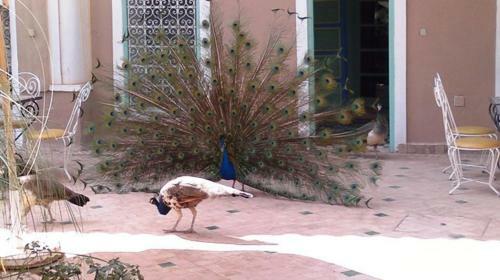 Palais Riad Hida