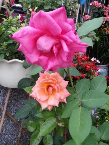 Bed & Breakfast Garden Rose Homestay