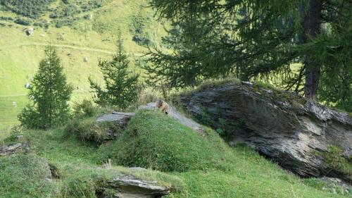 Hostal G�stehaus Fernerblick