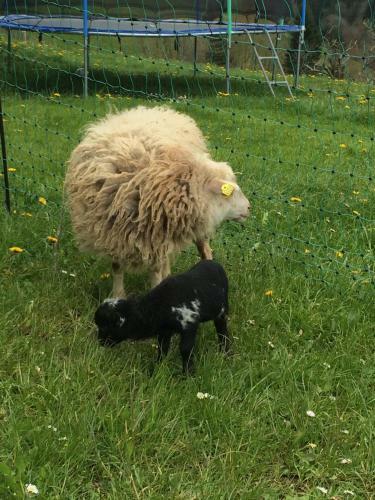 Apartamento Ferienhof Schugg