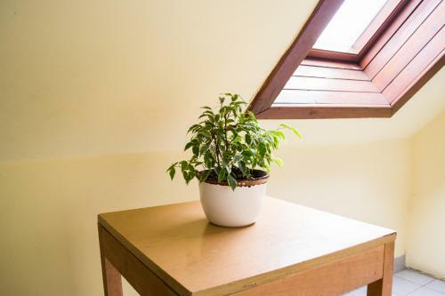 Hostal Hal�szcs�rda-panzi�