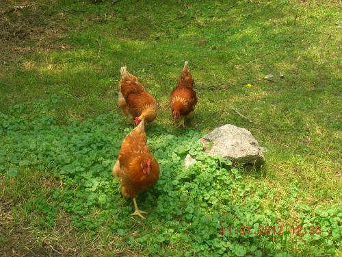 Bed & Breakfast G�te 40 Laverdure