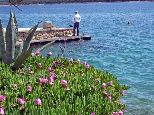 Apartments Ive