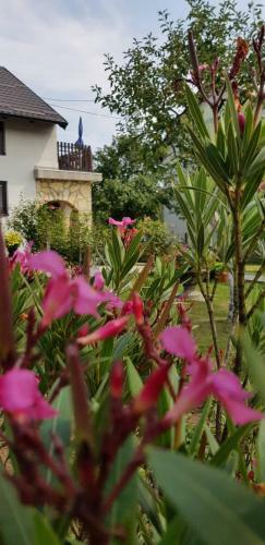 Hostal Guest House Ruza