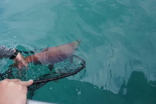 Salmon Catcher Lodge