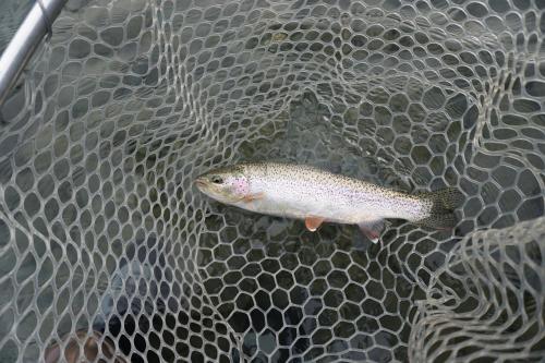 Salmon Catcher Lodge