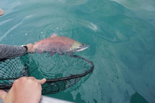 Salmon Catcher Lodge