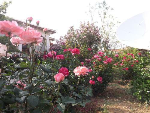 Bed & Breakfast Paradise