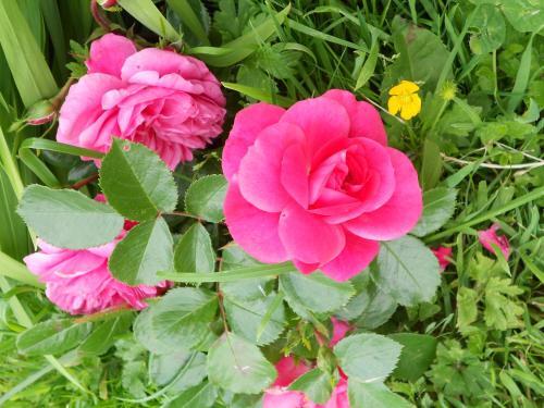 Bed & Breakfast Ferme Manoir La Fiere
