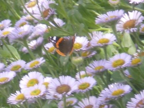 Bed & Breakfast Ferme Manoir La Fiere