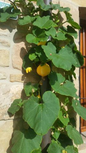 Agroturismo El Cuartelillo Viejo