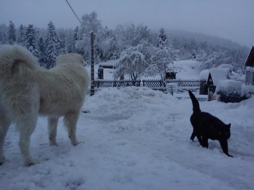 Hotel H�tel Les Chamois