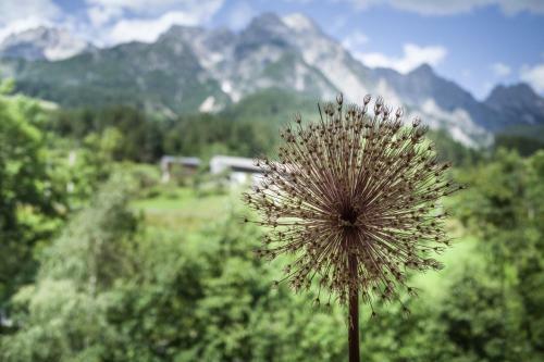 Bed & Breakfast Ferienpension Bierbaumer